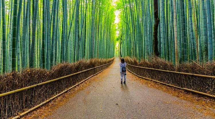 La foresta di bambù di Arashiyama